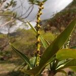 Stillingia lineata Blomma