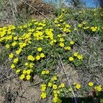 Potentilla aureaBlüte