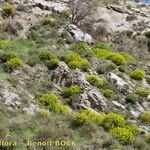 Euphorbia squamigera Habit