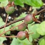 Amelanchier ovalis Fruto