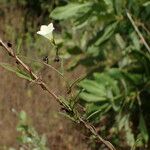 Xenostegia tridentata Other