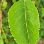 Pyrus ussuriensis Leaf