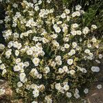 Cistus umbellatus Fleur