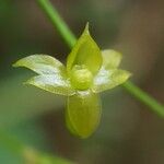 Angraecum multiflorum Flower