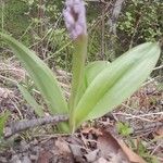 Orchis militarisFlor