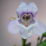 Penstemon lentus Flower