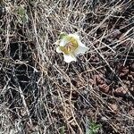 Calochortus gunnisonii Λουλούδι