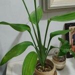 Aspidistra elatior Frunză