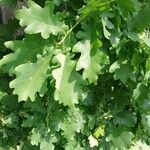 Quercus macrocarpa Blad