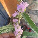 Sphaeralcea angustifolia 花