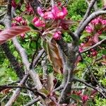 Malus ioensis Bark