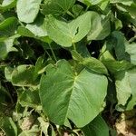 Ipomoea asarifolia Leaf