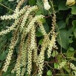 Anredera cordifolia Hábitos