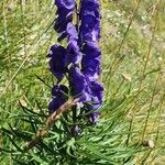 Aconitum napellus Habit