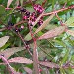 Pistacia lentiscus Fruit