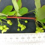 Berberis hamiltoniana Otro