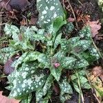 Pulmonaria saccharata Tervik taim