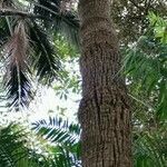 Livistona australis Libunga