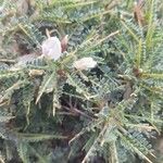 Astragalus terraccianoi Flor