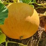 Cucurbita maximaFlor