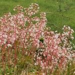 Saxifraga hirsuta Flower