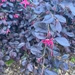 Loropetalum chinense Feuille