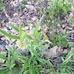 Asclepias viridiflora Hoja