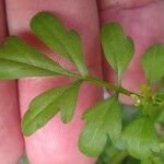 Cardamine bonariensis Leaf