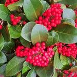 Skimmia japonica Gyümölcs