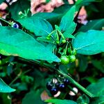 Solanum americanum Leaf