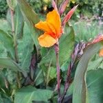 Canna × hybridaCvet