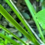 Hosta longipes Bark