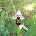 Ophrys arachnitiformis x Ophrys exaltata Flower