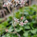 Saxifraga spathularis Blomma