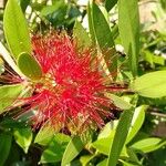 Callistemon citrinus Λουλούδι