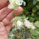 Origanum rotundifolium Flower