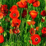 Papaver rhoeas Blomst