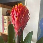 Guzmania conifera Floare
