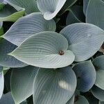 Hosta plantaginea Lapas