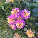 Lantana × strigocamara Cvet