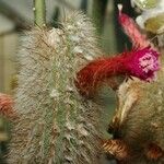 Cleistocactus strausii Flower