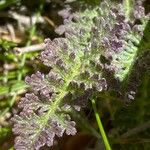 Pedicularis gyroflexa Leaf