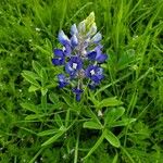 Lupinus subcarnosus Flower