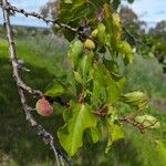 Prunus armeniaca Yaprak