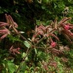 Saponaria glutinosa Flower