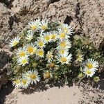 Asteriscus schultzii Flower