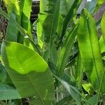 Heliconia latispatha Hoja