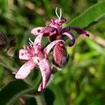 Oxypetalum solanoides Blomst