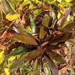 Neoregelia farinosa Fuelha