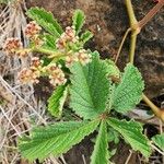 Cyphostemma cyphopetalum Floro